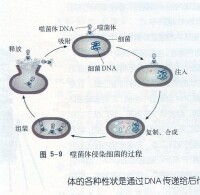 噬菌體侵染細菌過程示意圖