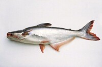 湄公魚