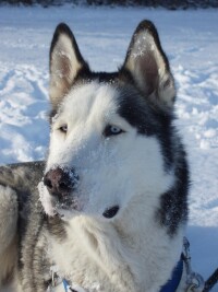 西伯利亞雪橇犬