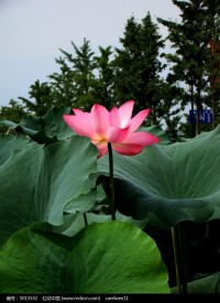 水芙蓉實物樣本