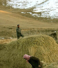 甘肅天祝藏族自治縣松山鎮中大溝村村民在收穫牧草