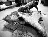 印尼發現的大象化石