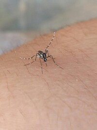 刺吸式害蟲——蚊子