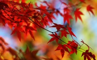 香山紅葉