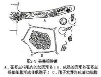 根腫菌