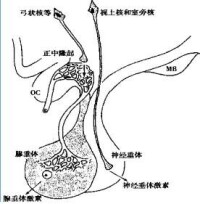 腺垂體（左下）