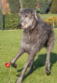 獵鹿犬