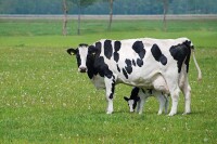 輝山乳業養殖的奶牛