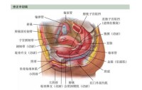 陰道與膀胱的關係圖