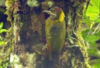 黃冠綠啄木鳥