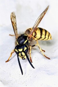 黃蜂