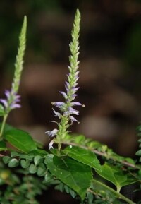 喜鵲苣苔屬