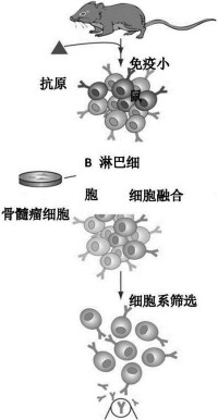 單克隆抗體技術