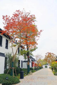 復建沂州古城之街景（2018年）