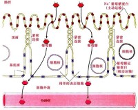 細胞連接圖示