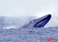 侏露脊鯨