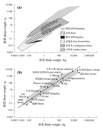 圖6 脊椎動物腦重和體重的關係（對數尺度）