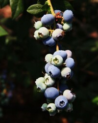 日照藍莓