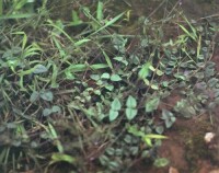 金鐵鎖(jintiesuo) Psammosilene tunicoides W.C.Wu et C.Y.Wu 石竹科 CARYOPHYLLACEAE
