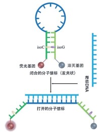 分子信標