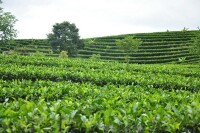 雲南普洱茶集團-會連有機茶園