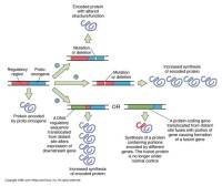 原癌基因激活的可能途徑
