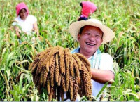 中國農民豐收節