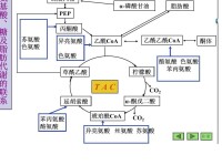 生糖兼生酮氨基酸與三大代謝的聯繫