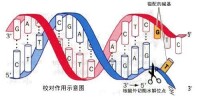 DNA分子鏈