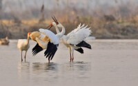 鄱陽湖鳥類