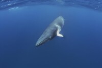 小鰮鯨