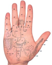 手的人體全息示意圖