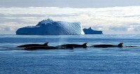 南極水域的小鬚鯨群冰上換氣