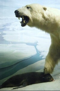 北極熊捕食北海狗