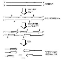 DNA探針