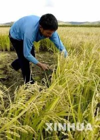 吉林省東豐縣沙河鎮農民在收割水稻