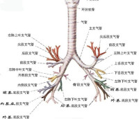 支氣管樹