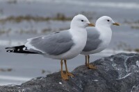 海鷗（Larus canus）