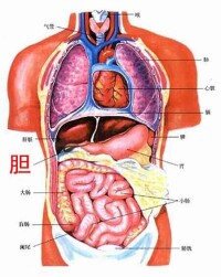 膽色素