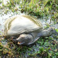 野生甲魚