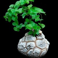 龜甲龍 Dioscorea elephantipes