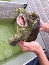 鱷龜