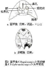 無頜類