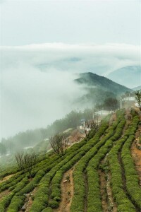 雲南普洱茶集團-白草地有機茶園