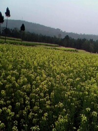 秀鍾鄉荷花村