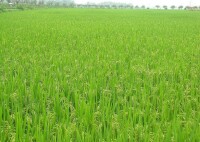 萬畝水稻