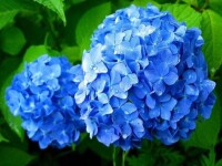藍邊八仙花