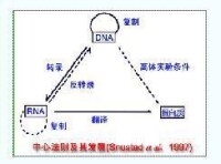 遺傳密碼