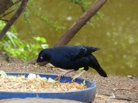 園丁鳥覓食