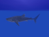 鬚鯊目動物鯨鯊